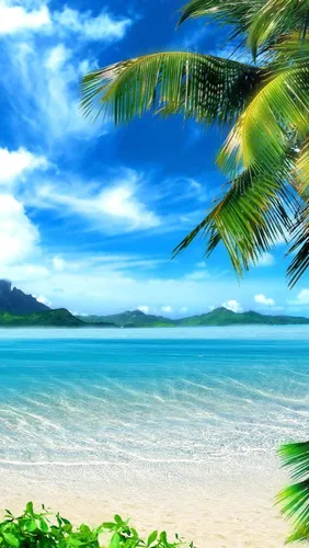 Море Обои на телефон пальма на пляже