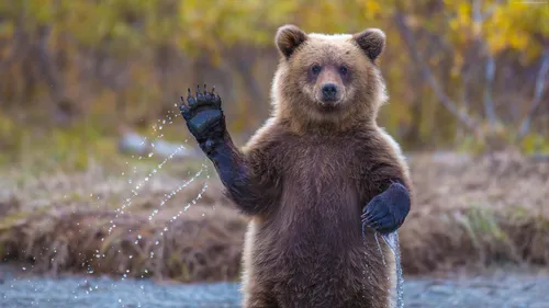 С Мишками Обои на телефон медведь, стоящий в воде