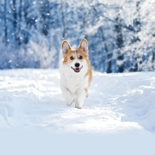 Корги Обои на телефон собака бежит по снегу