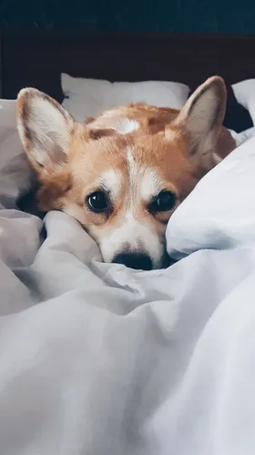 Корги Обои на телефон собака, лежащая на одеяле