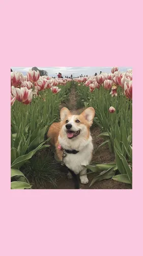 Корги Обои на телефон собака сидит в цветочном поле