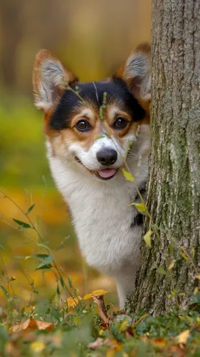 Корги Обои на телефон собака, стоящая рядом с деревом