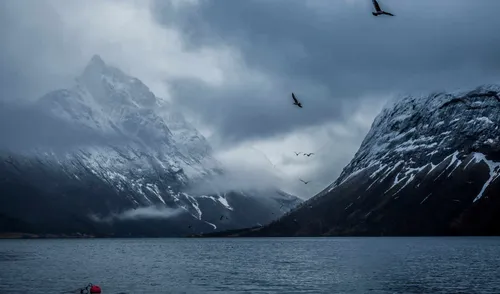 Норвегия Обои на телефон птицы летают над водой
