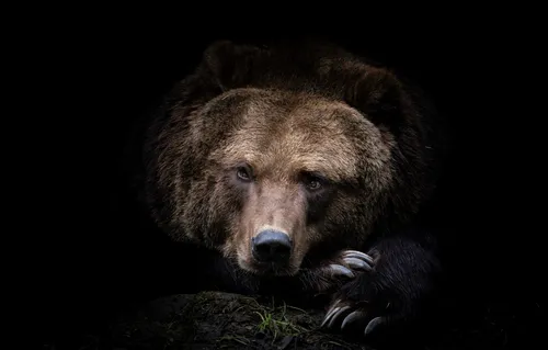 Медведь Обои на телефон лежащий бурый медведь