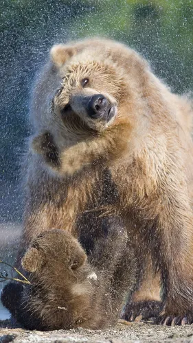 Медведь Обои на телефон медведь с открытым ртом