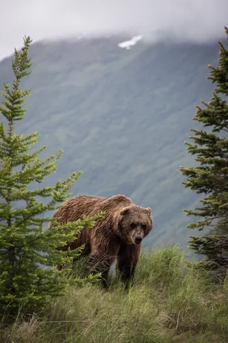 Медведь Обои на телефон медведь идет по холму