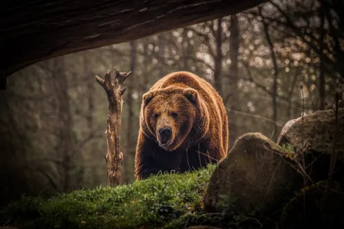 Медведь Обои на телефон медведь в зоопарке