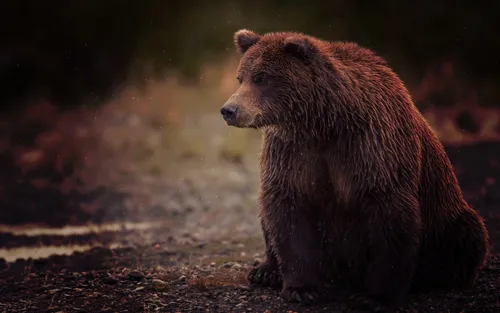 Медведь Обои на телефон медведь идет по земле