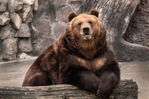 Медведь Обои на телефон медведь сидит на бревне