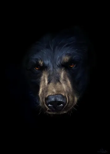 Медведь Обои на телефон черная собака с карими глазами