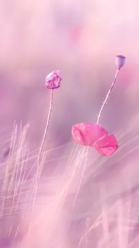 Нежно Фиолетовые Обои на телефон крупный план цветка