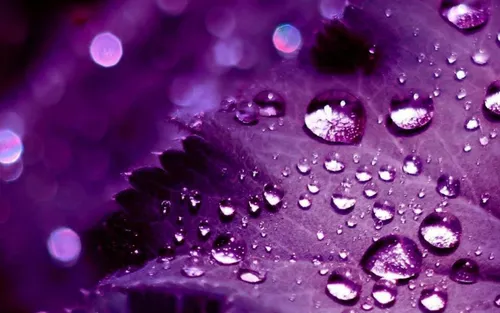 Нежно Фиолетовые Обои на телефон крупный план капель воды