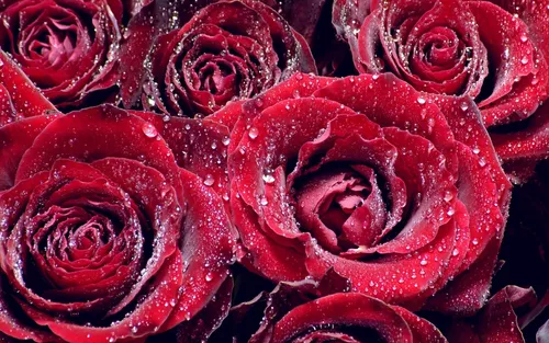 Розы Красные Обои на телефон бесплатные обои