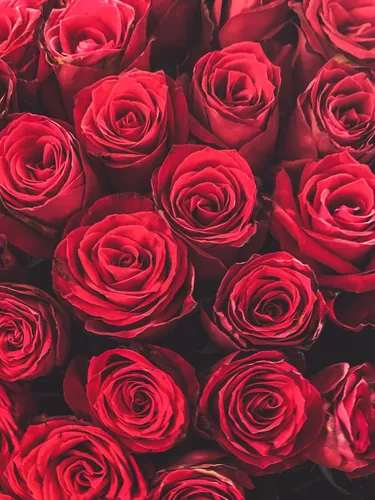 Розы Красные Обои на телефон фото на Samsung