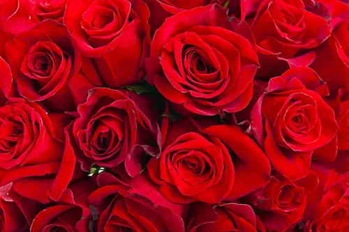 Розы Красные Обои на телефон снимок