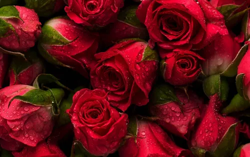 Розы Красные Обои на телефон арт