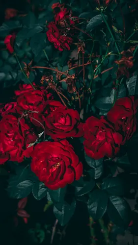 Розы Красные Обои на телефон группа красных цветов