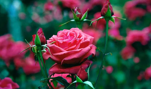 Розы Красные Обои на телефон крупный план цветка