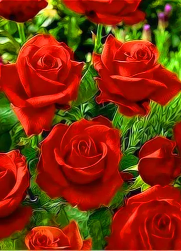 Розы Красные Обои на телефон HD