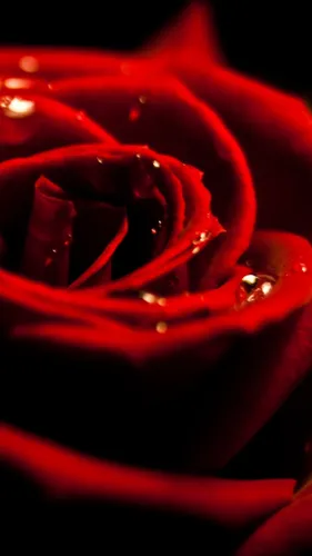 Розы Красные Обои на телефон красный предмет с каплями воды