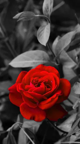 Розы Красные Обои на телефон красная роза с листьями