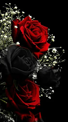 Розы Красные Обои на телефон картинка