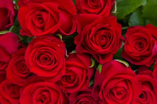 Розы Красные Обои на телефон бесплатные картинки