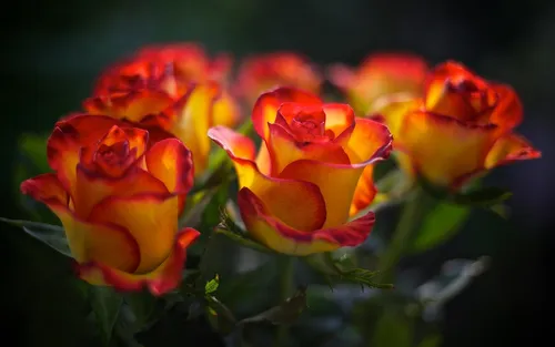 Розы Красные Обои на телефон группа оранжевых цветов