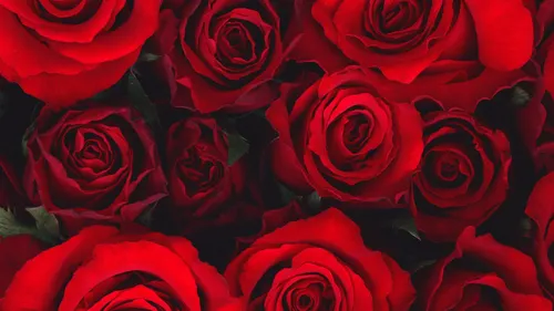 Розы Красные Обои на телефон HD