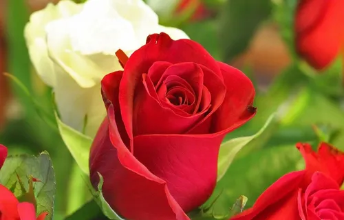 Розы Красные Обои на телефон красная роза крупным планом