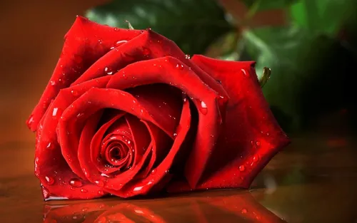 Розы Красные Обои на телефон красная роза с каплями воды
