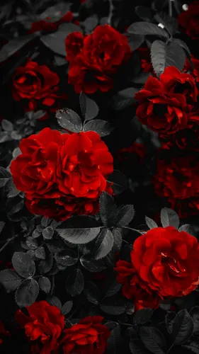 Розы Красные Обои на телефон  скачать фото
