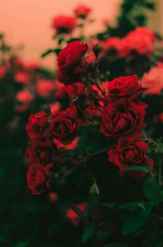 Розы Красные Обои на телефон группа красных роз