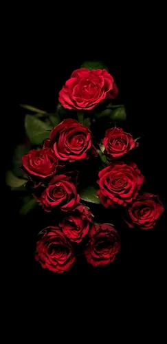 Розы Красные Обои на телефон букет красных роз