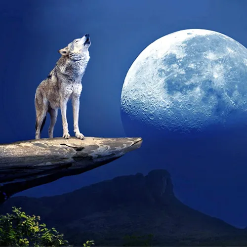 С Волком Обои на телефон волк, стоящий на скале с луной на заднем плане