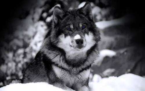 С Волком Обои на телефон черно-белая собака, лежащая на снегу