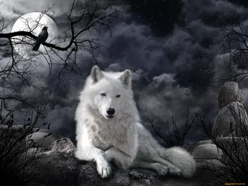 С Волком Обои на телефон белый волк, сидящий на скале