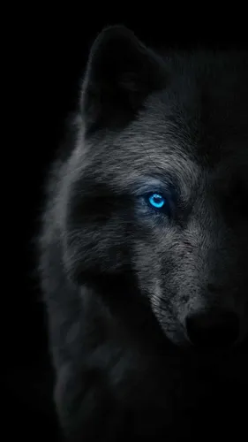 С Волком Обои на телефон черный волк с голубыми глазами