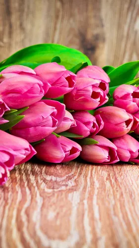 Тюльпаны Розовые