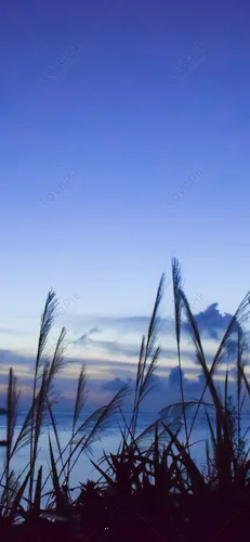 Красивые Фотки Обои на телефон группа высоких трав
