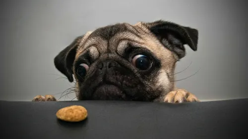 Мопс Обои на телефон собака смотрит на печенье