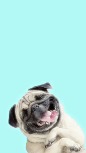 Мопс Обои на телефон собака с открытым ртом