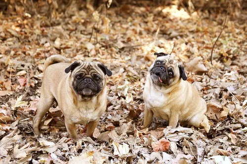 Мопс Обои на телефон две собаки бегут в листьях