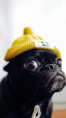 Мопс Обои на телефон собака в желтой шляпе