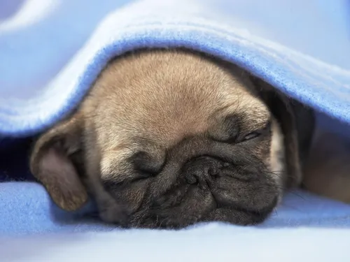 Мопс Обои на телефон щенок спит в синем одеяле