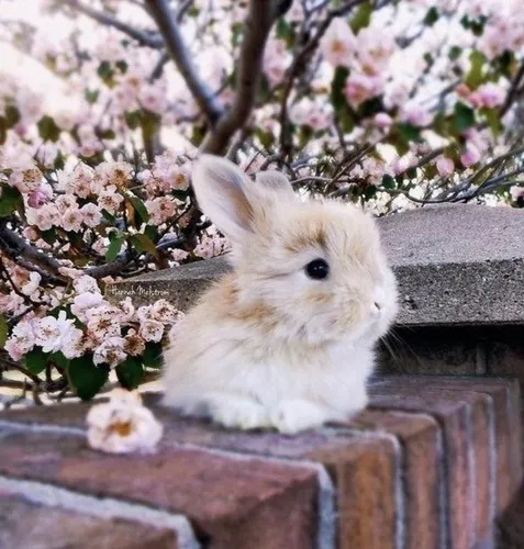 Зайчики Обои на телефон белый кролик сидит на выступе с белыми цветами на нем