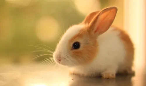 Зайчики Обои на телефон маленький бело-коричневый кролик