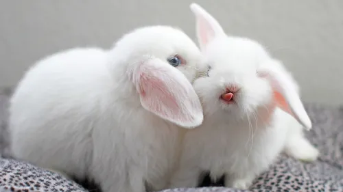 Зайчики Обои на телефон пара белых кроликов