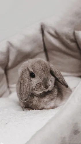 Зайчики Обои на телефон кролик, лежащий на одеяле