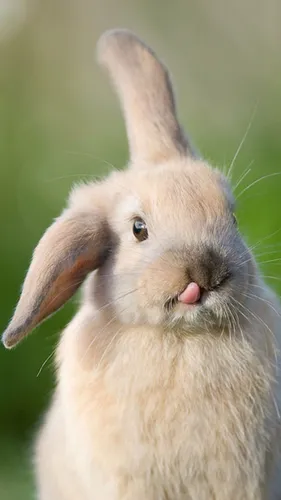Зайчики Обои на телефон кролик с высунутым языком